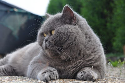 Close-up of chartreux cat relaxing on field