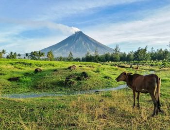 Horses in a field