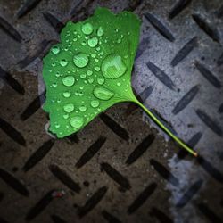 High angle view of raindrops on leaves