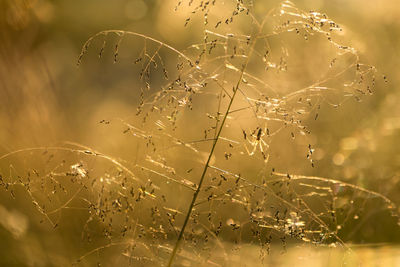 Close-up of plants against water