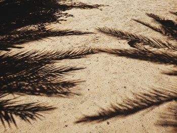 High angle view of shadow on sand