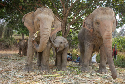 Elephant standing in forest