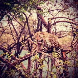 Indian leopard relaxing on a tree