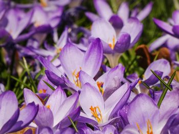 Close-up of purple crocus flowers