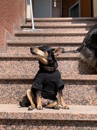 Dog sitting on staircase of building