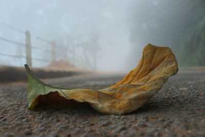 Close-up of fallen leaf on land