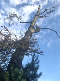 Low angle view of tree against sky