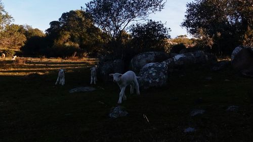 Horse standing in a field