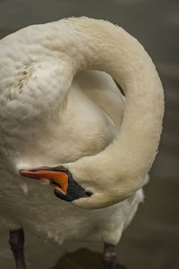 Close-up of swan