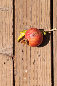 Close-up of fruit on tree