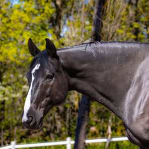 Close-up of a horse