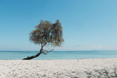 Tree on beach against clear blue sky