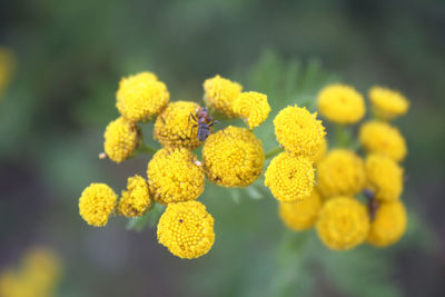 Close-up of yellow flowering plant