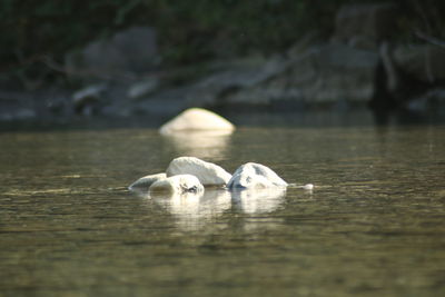 Close-up of swan on floor
