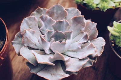 Close-up of potted succulent plant on table
