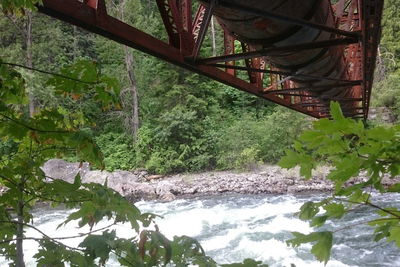 Trees on bridge