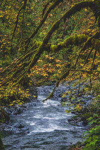 Scenic view of river amidst trees in forest