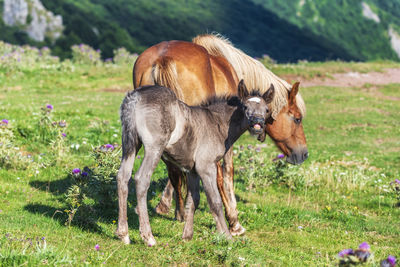 Horse standing in a field