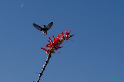 Low angle view of bird flying against blue sky