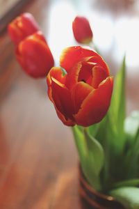 Close-up of red rose