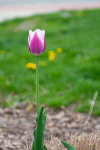 Close-up of pink crocus flower on field