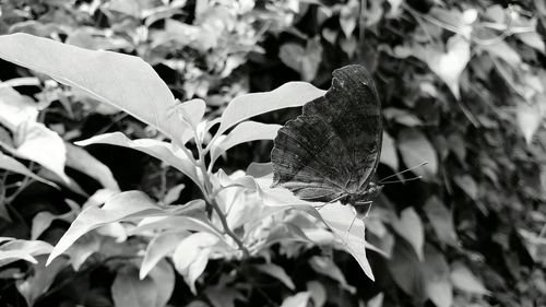 Close-up of plant