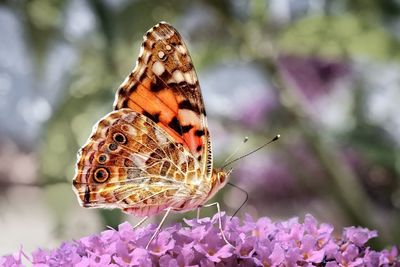 Close-up of butterfly pollinating on purple flower