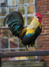 Close-up of rooster