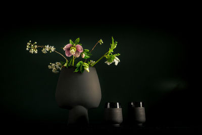 Close-up of flowers against black background