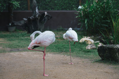 View of birds on field