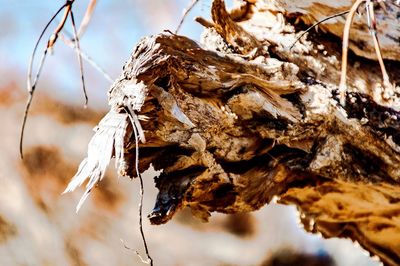 Close-up of twigs against white background