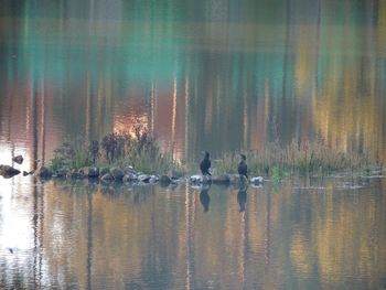 View of birds in lake