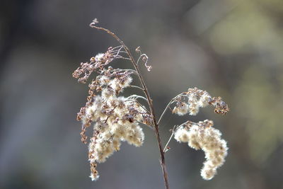 Close-up of wilted plant