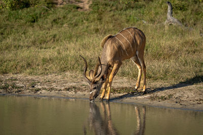 Side view of an animal in lake