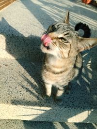 High angle view of tabby cat