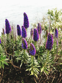 Close-up of purple flowering plants on field