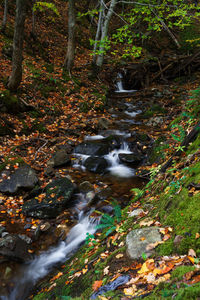Stream flowing through rocks in forest