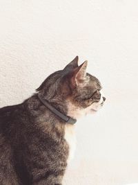 Close-up of a dog looking away against wall