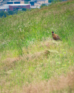 Bird in a field