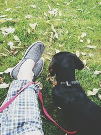 Dog relaxing on grassy field