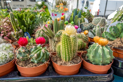 Close-up of succulent plants in greenhouse