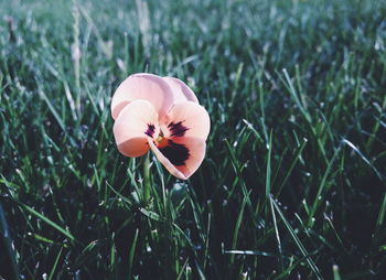 Close-up of coral pansy blooming on sunny day