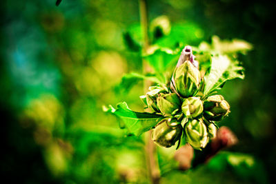 Close-up of wilted flower plant