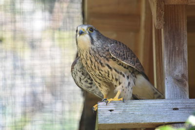 Close-up of eagle perching on wooden post