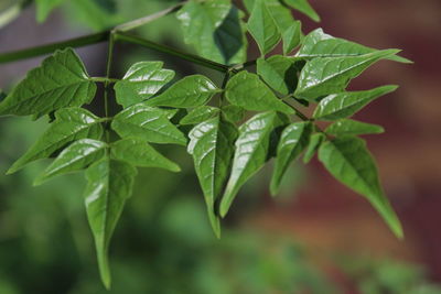 Close-up of green leaves