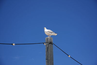 Low angle view of seagull perching on wooden post against clear blue sky