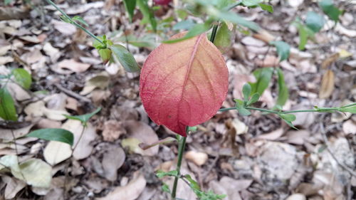 Close-up of leaves