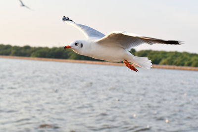 Seagull flying over sea