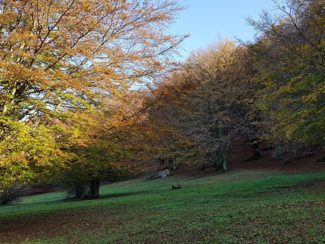 TREES GROWING IN FIELD DURING AUTUMN