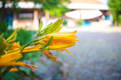 Close-up of yellow flower